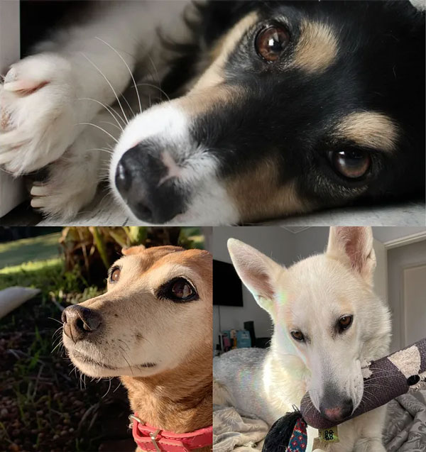 Pawsitive Care App developed by DVT’s Nicole-Lee Scholtz